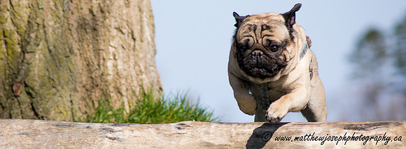 Pugility