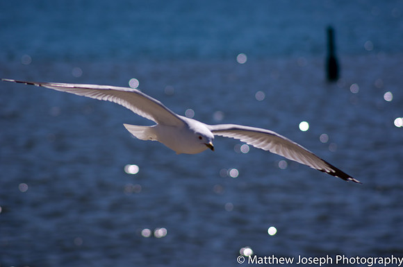 Seagull in Flight2