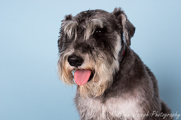 Bailey1