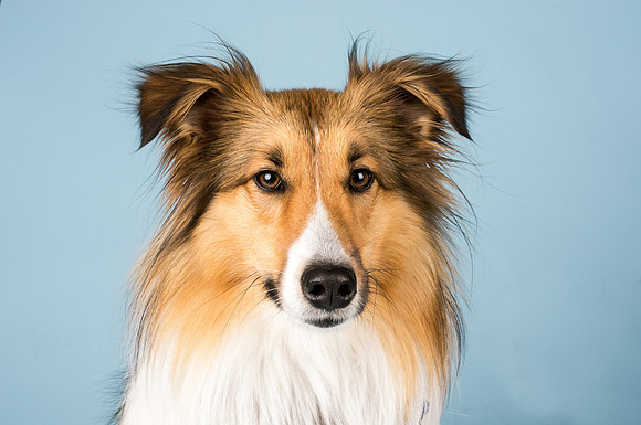Brody1