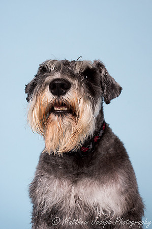 Bailey3