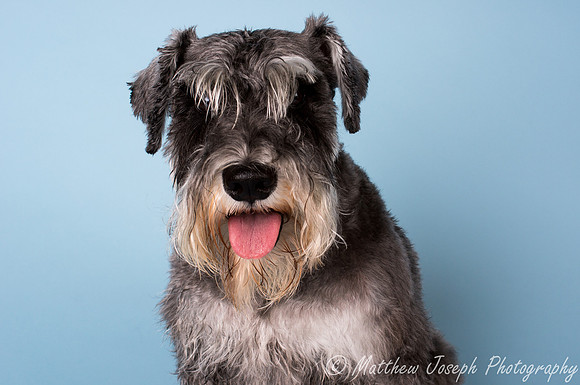 Bailey2