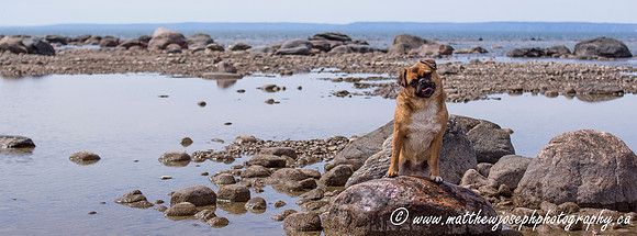 Beach Pug