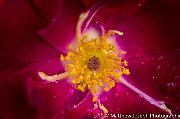 Wet Rose