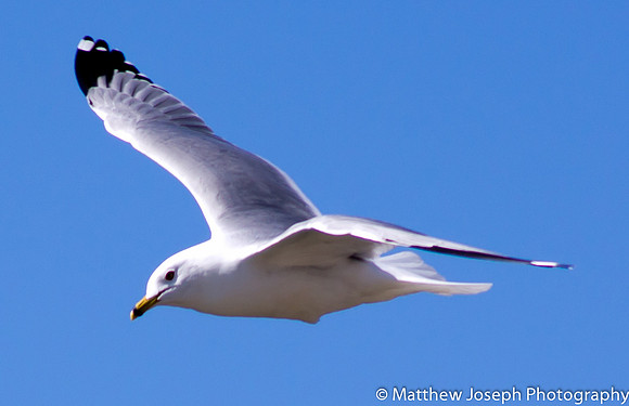 Seagull in Flight1