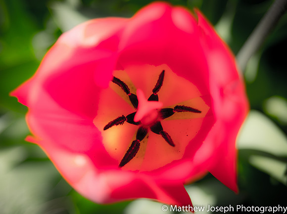Pink Tulip