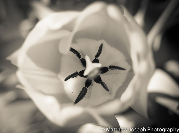 BW Tulip