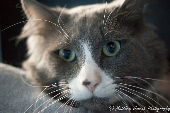 Matteo