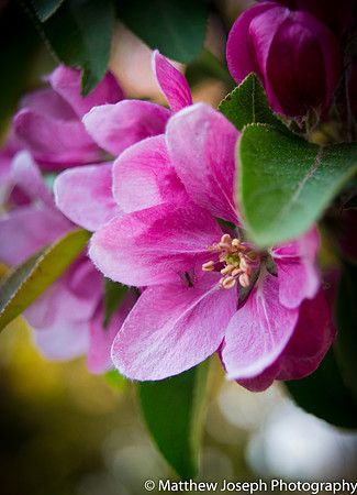Pink Blossoms